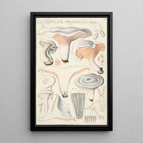 Clitopilus prunulus Scop - Hans Baldung — ingelijst kunstwerk aan de muur