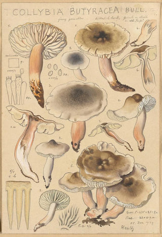 Hans Walty - Collybia butyracea.webp