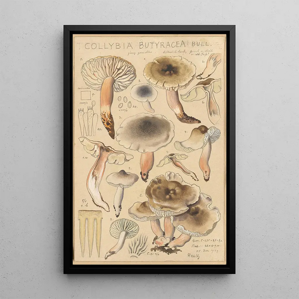 Collybie beurrée - Hans Baldung — ingelijst kunstwerk aan de muur
