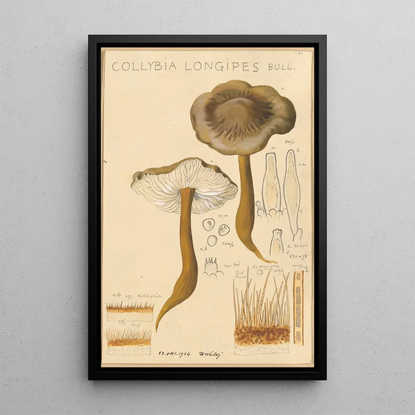 Collybie à long pied - Hans Baldung — ingelijst kunstwerk aan de muur