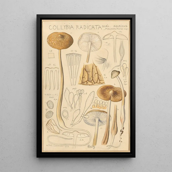 Collybie radicante - Hans Baldung — ingelijst kunstwerk aan de muur