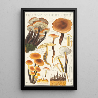 Hans Walty - Collybia velutipes Curt.webp