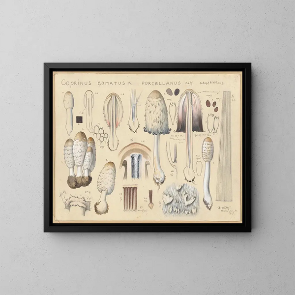 Coprinus comatus var. porcellanus - Hans Baldung — ingelijst kunstwerk aan de muur