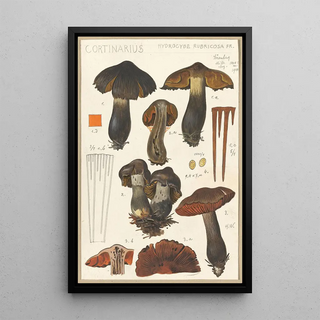 Hans Walty - Cortinarius.webp
