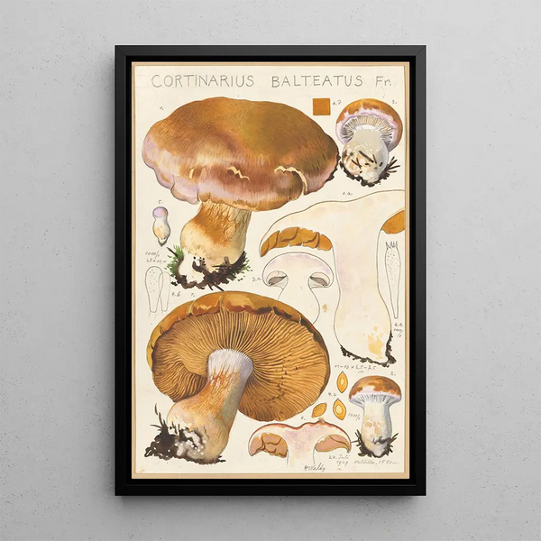 Cortinaire ceinturé Fr - Hans Baldung — ingelijst kunstwerk aan de muur