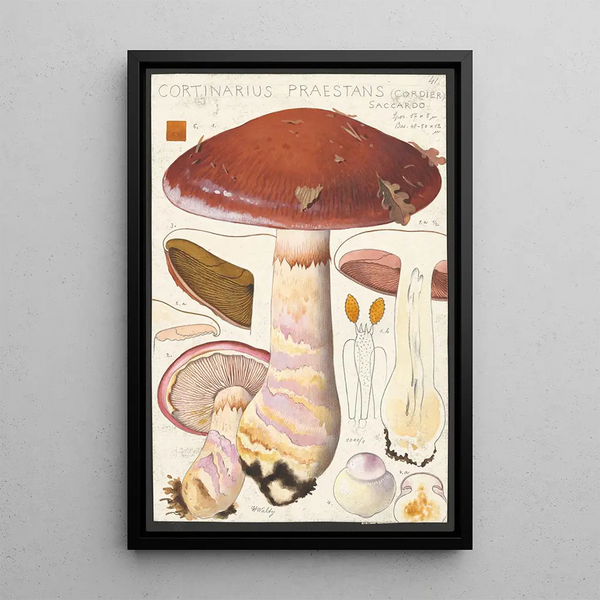 Cortinaire remarquable Cordier Saccardo - Hans Baldung — ingelijst kunstwerk aan de muur