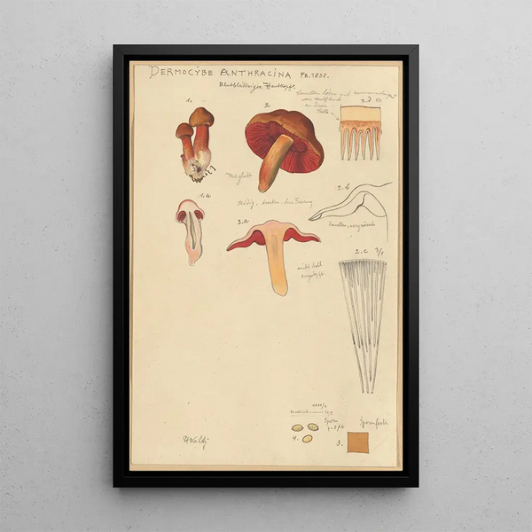 Dermocybe anthracina Fr - Hans Baldung — ingelijst kunstwerk aan de muur