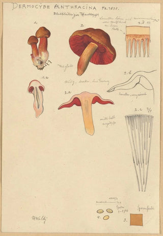 Hans Walty - Dermocybe Anthracina Fr.webp