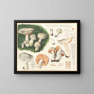 Hans Walty - Entoloma lividum Bull.webp
