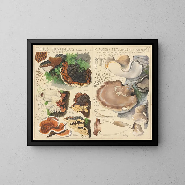 Fomes fraxineus en Placodes betulinus - Hans Baldung — ingelijst kunstwerk aan de muur