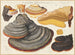 Fomes pinicola, Placodes ungulatus, Ungulina marginata - Hans Baldung — weergave van het kunstwerk