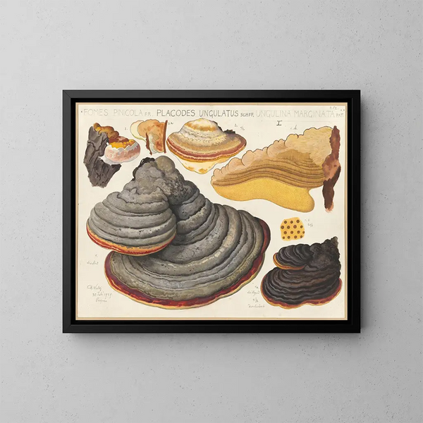 Fomes pinicola, Placodes ungulatus, Ungulina marginata - Hans Baldung — ingelijst kunstwerk aan de muur