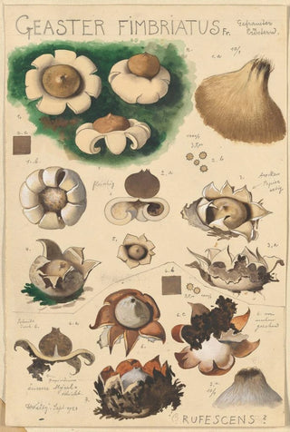 Hans Walty - Geaster fimbriatus.webp