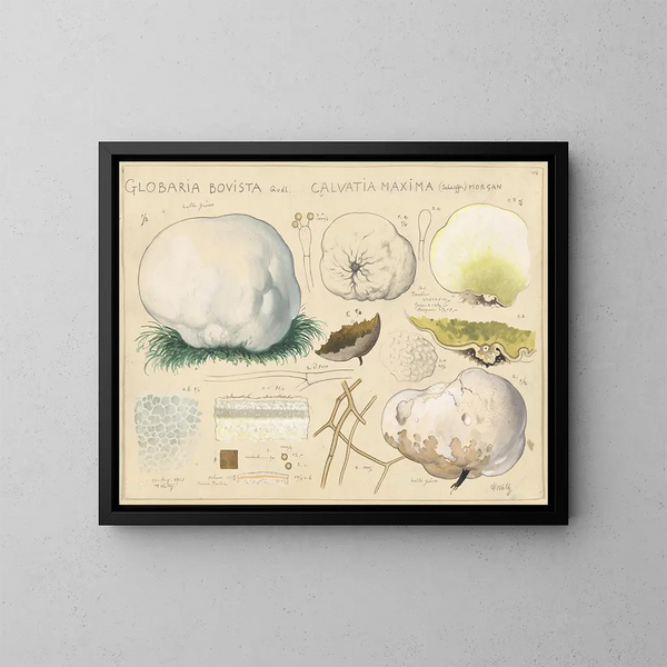 Globaria bovista en Calvatia maxima - Hans Baldung — ingelijst kunstwerk aan de muur