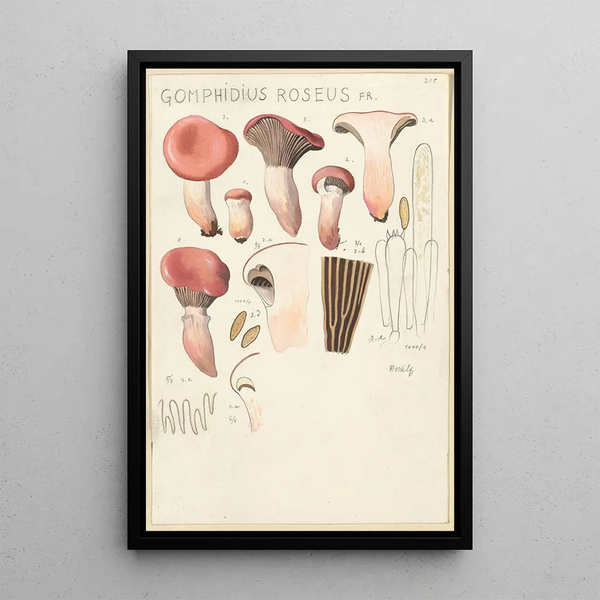 Gomphide rose - Hans Baldung — ingelijst kunstwerk aan de muur