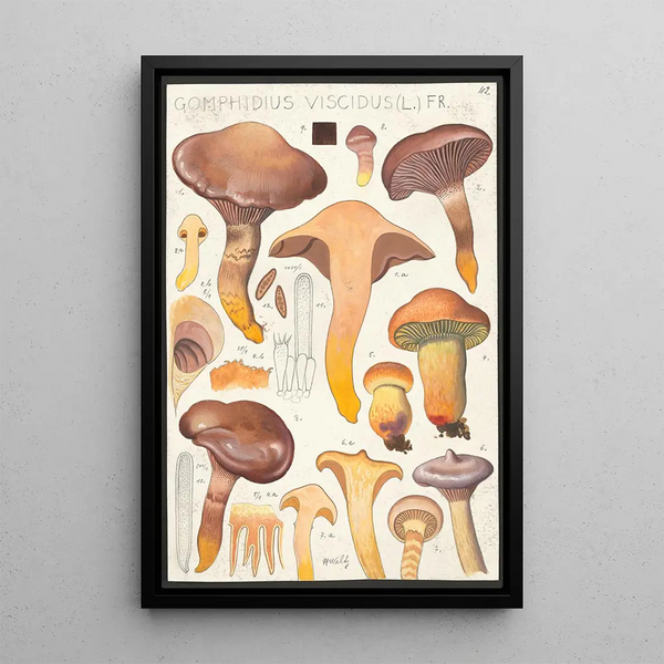 Gomphide visqueux L Fr - Hans Baldung | Reproduction — ingelijst kunstwerk aan de muur