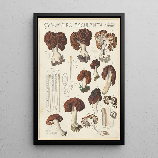 Gyromitre comestible - Hans Baldung — ingelijst kunstwerk aan de muur