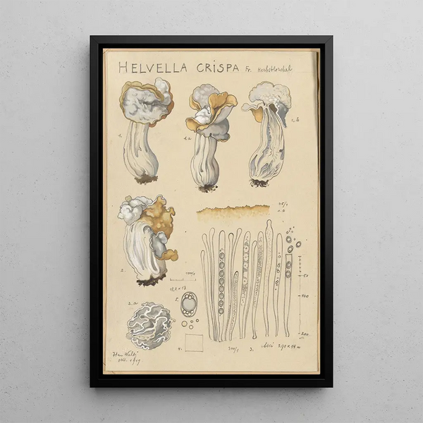 Helvelle crépue - Hans Baldung — ingelijst kunstwerk aan de muur