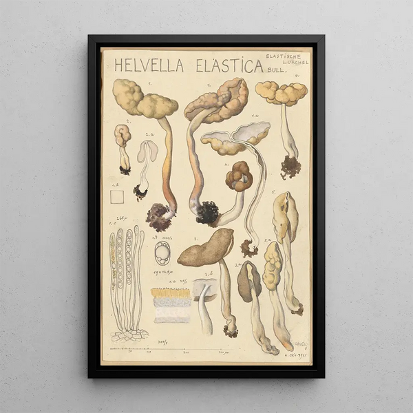 Helvelle elastisch - Hans Baldung — ingelijst kunstwerk aan de muur