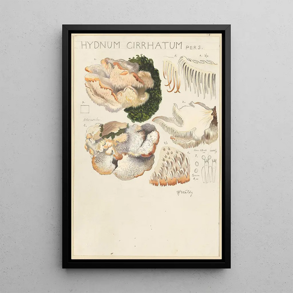 Hydne cirratum - Hans Baldung — ingelijst kunstwerk aan de muur