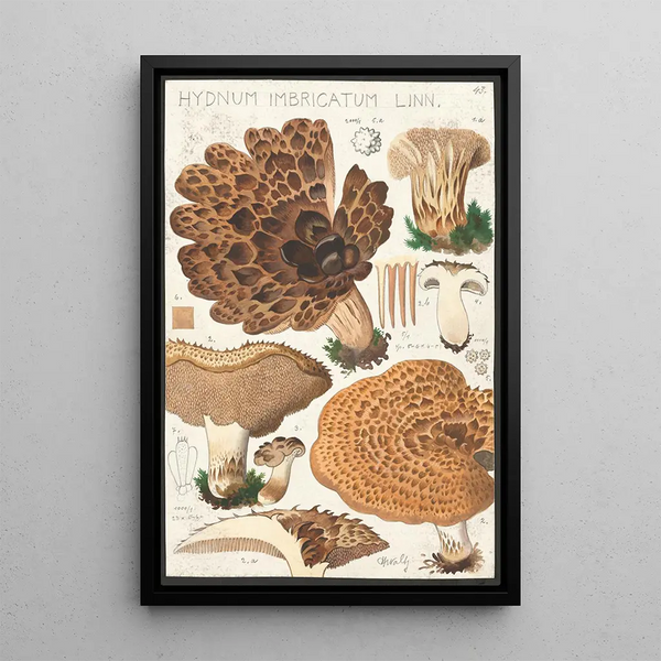 Hydne imbriqué Linn - Hans Baldung | Reproduction — ingelijst kunstwerk aan de muur