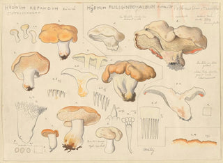 Hydne en vorm van hoorn - Hans Baldung — weergave van het kunstwerk
