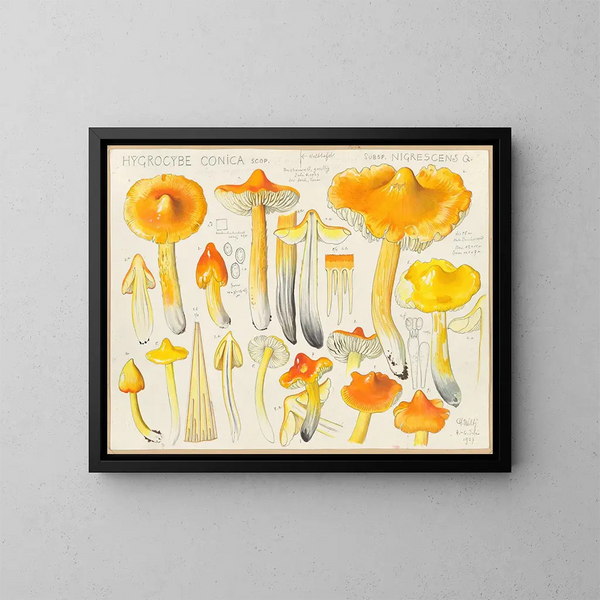 Hygrocybe conica subsp. nigrescens - Hans Baldung — ingelijst kunstwerk aan de muur