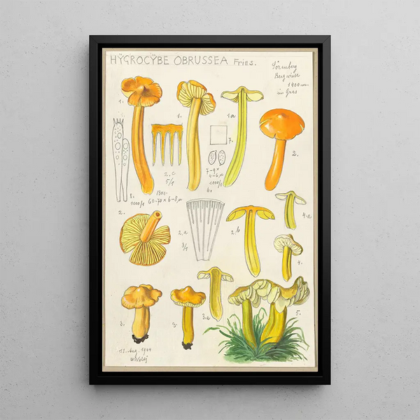 Hygrocybe obrussea Fries - Hans Baldung — ingelijst kunstwerk aan de muur