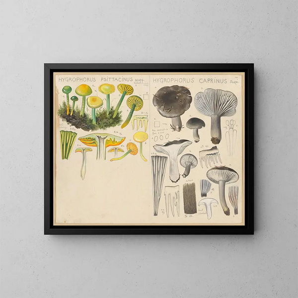 Hygrophore psittacine Hygrophore caprin - Hans Baldung — ingelijst kunstwerk aan de muur