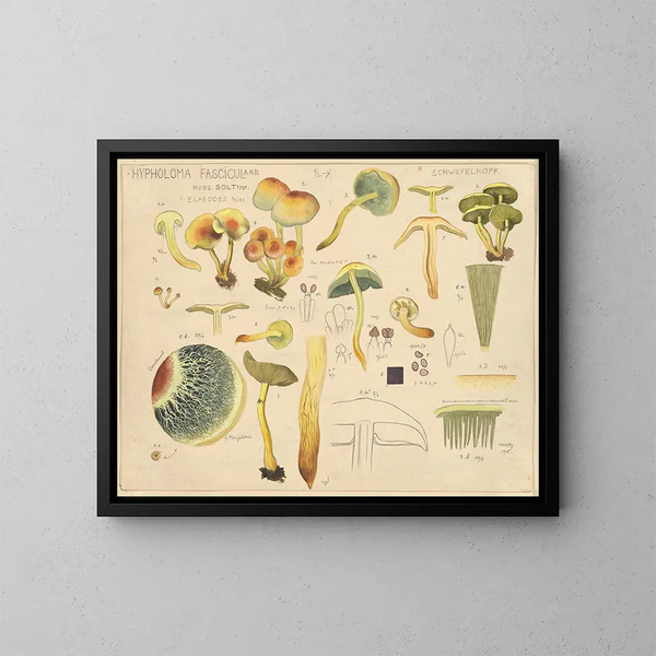 Hypholoma fasciculare - Hans Baldung — ingelijst kunstwerk aan de muur