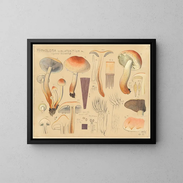 Hypholoma sublateritium - Hans Baldung — ingelijst kunstwerk aan de muur