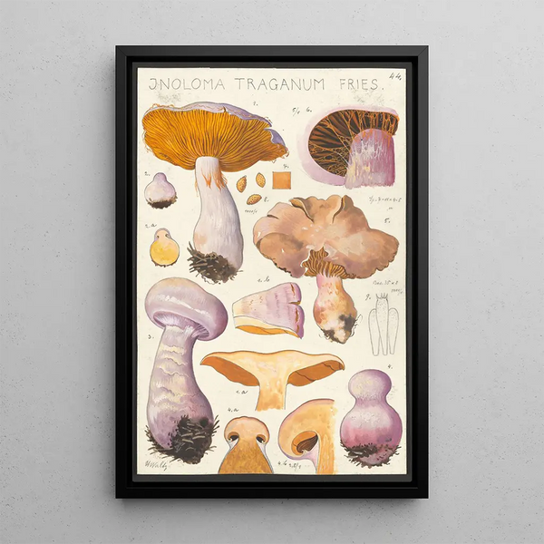 Inoloma traganum Fries - Hans Baldung — ingelijst kunstwerk aan de muur