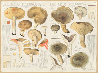 Lactaire fuligineus Lactaire blennius - Hans Baldung — weergave van het kunstwerk