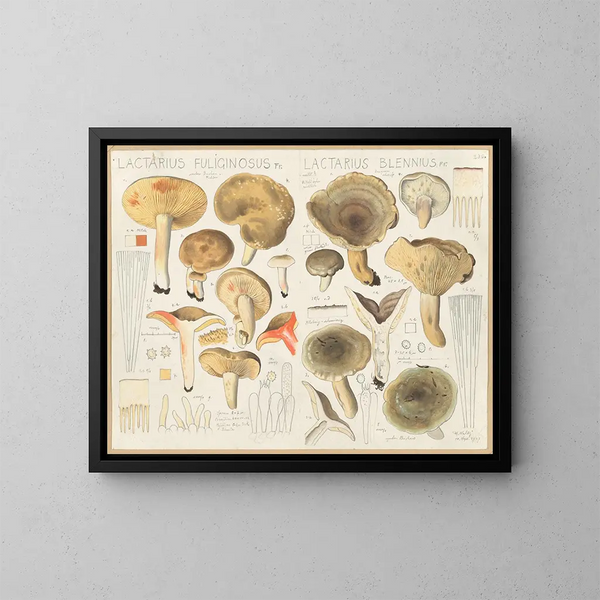 Lactaire fuligineus Lactaire blennius - Hans Baldung — ingelijst kunstwerk aan de muur