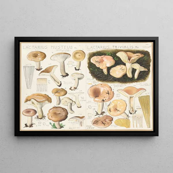 Hans Walty - Lactarius musteus Lactarius trivialis.webp