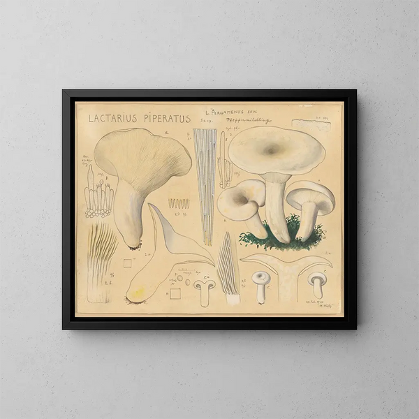 Lactaire poivré - Hans Baldung — ingelijst kunstwerk aan de muur