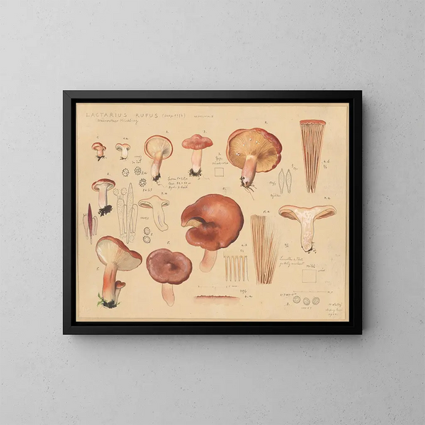 Lactaire rufus - Hans Baldung — ingelijst kunstwerk aan de muur