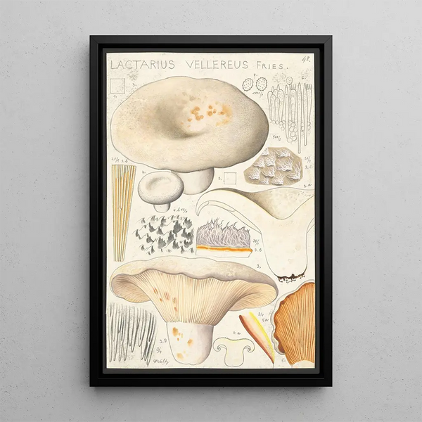 Lactaire velouté Fries - Hans Baldung — ingelijst kunstwerk aan de muur