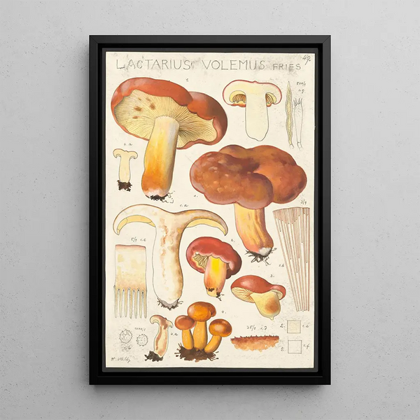 Lactaire à lait abondant Fries - Hans Baldung — ingelijst kunstwerk aan de muur