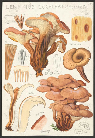 Hans Walty - Lentinus cochleatus Pers Fr.webp