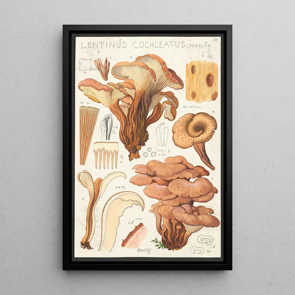 Lentinus cochleatus Pers Fr - Hans Baldung — ingelijst kunstwerk aan de muur