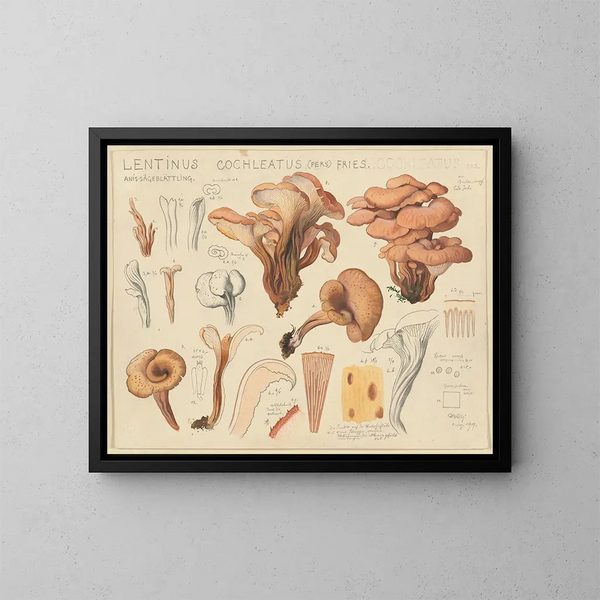 Lentinus cochleatus - Hans Baldung — ingelijst kunstwerk aan de muur