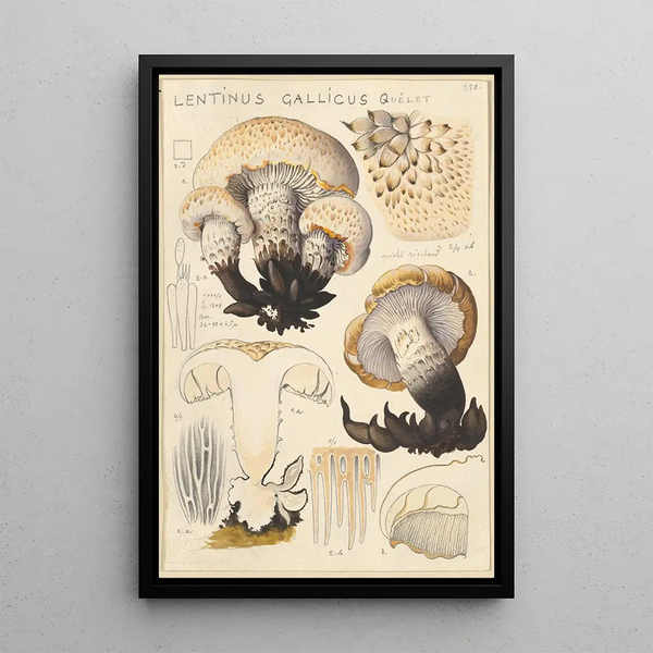 Lentinus gallicus - Hans Baldung — ingelijst kunstwerk aan de muur