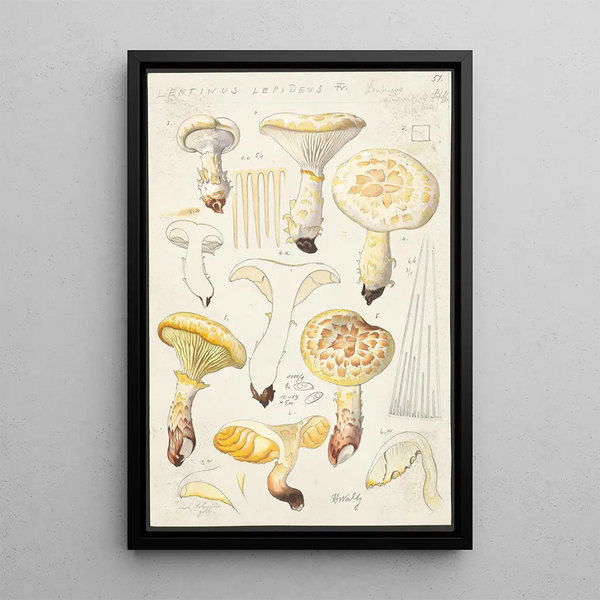 Lentinus lépide Fr Lentinus squamosus Schff lépide - Hans Baldung — ingelijst kunstwerk aan de muur