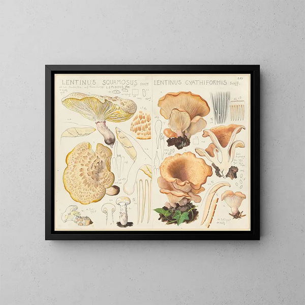 Lentinus squamosus en Lentinus cyathiformis - Hans Baldung — ingelijst kunstwerk aan de muur