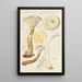 Lentinus suffrutescens - Hans Baldung — framed artwork on a wall