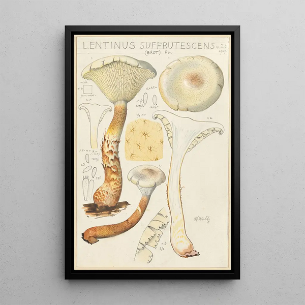 Lentinus suffrutescens - Hans Baldung — ingelijst kunstwerk aan de muur
