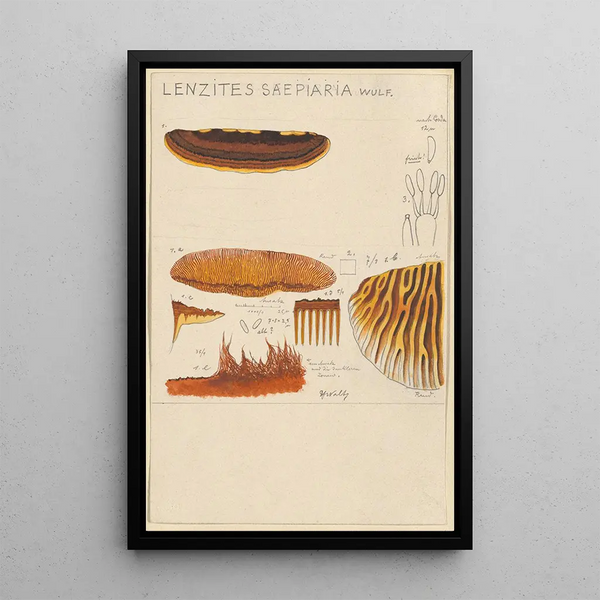 Lenzites saepiaria - Hans Baldung — ingelijst kunstwerk aan de muur