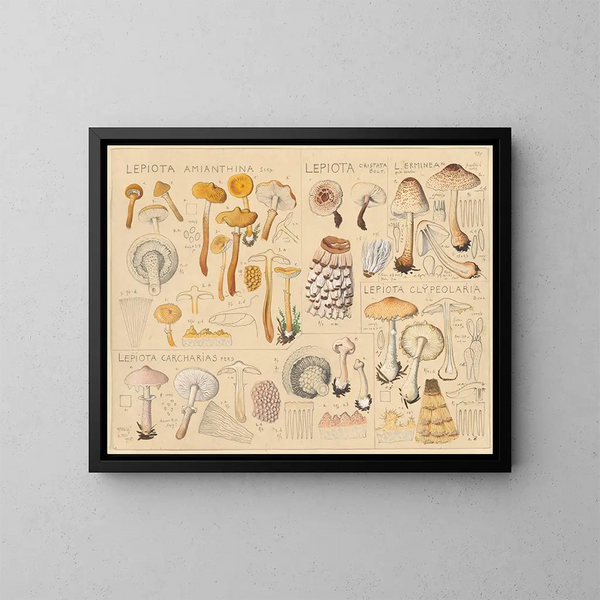 Lépiote amianthine Lépiote cristatée - Hans Baldung — ingelijst kunstwerk aan de muur