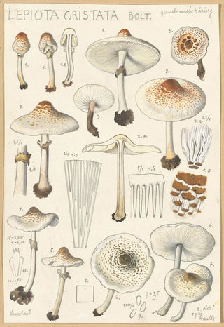 Hans Walty - Lepiota cristata.webp